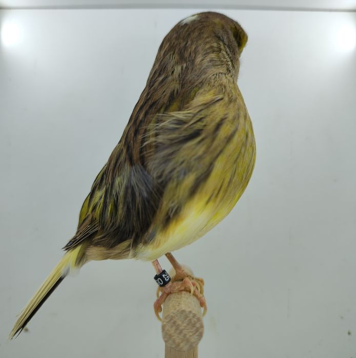 Konarek kanarki gloster samiec