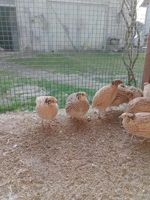 Jajka lęgowe przepiórek