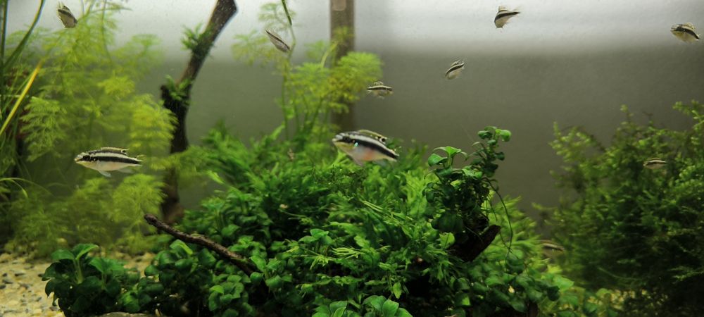 Guppies e kribensis juvenis 1€