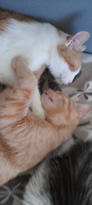 11 miesięczny rudobialy kotek szuka domku.