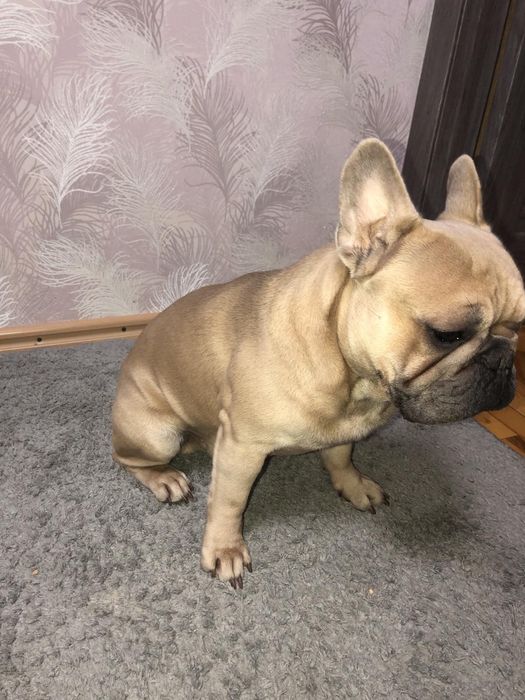 Вязка французского бульдога