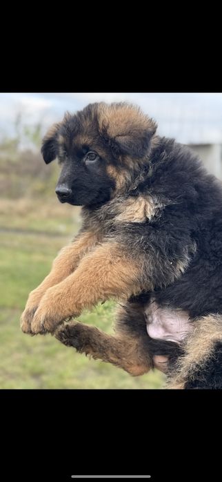 Щенята Д.Ш. німецької вівчарки