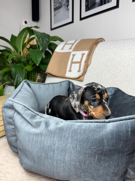 jamnik miniaturowy suczka