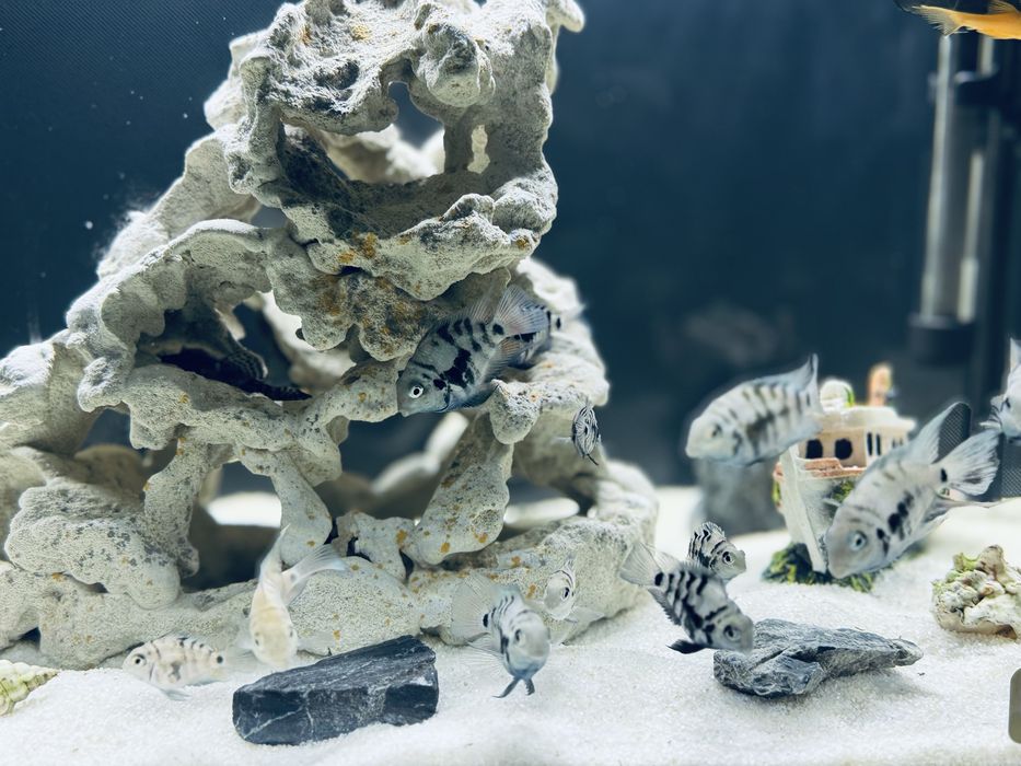 Акваріум 54 л