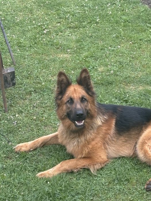 Вязка німецька вівчарка (кобель)