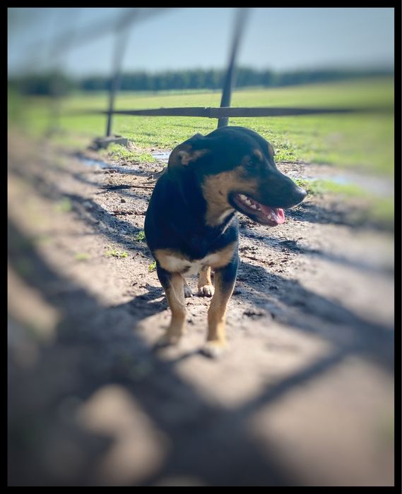 Do adopcji ok 1-2 letnia sunia Wenus w typie jamnika