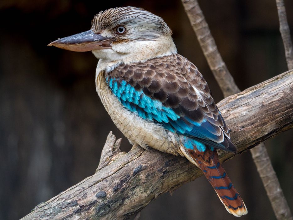Kookaburra-de-asas-azuis