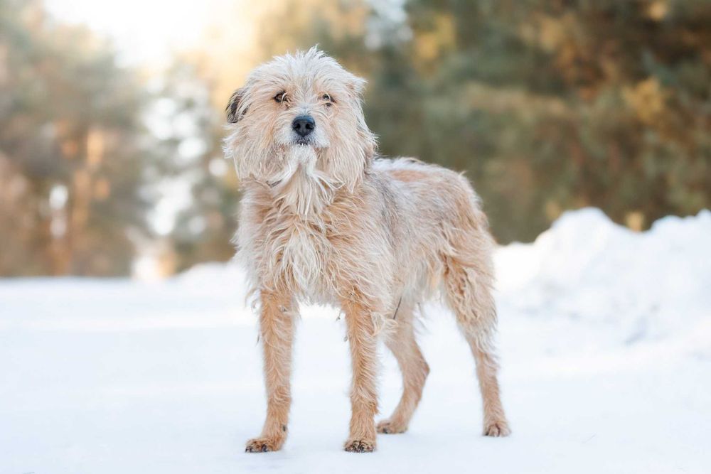 SAFFY - przemilutki, terierkowy psiaczek o łagodnych oczkach