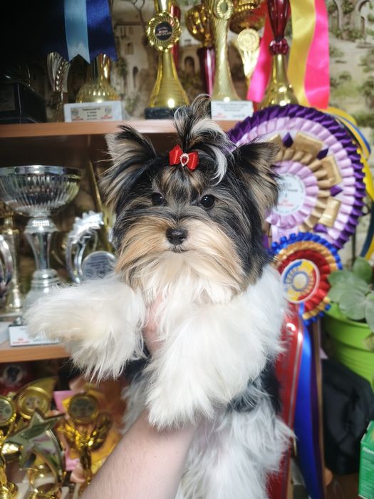 Породні дітки бівер йорка