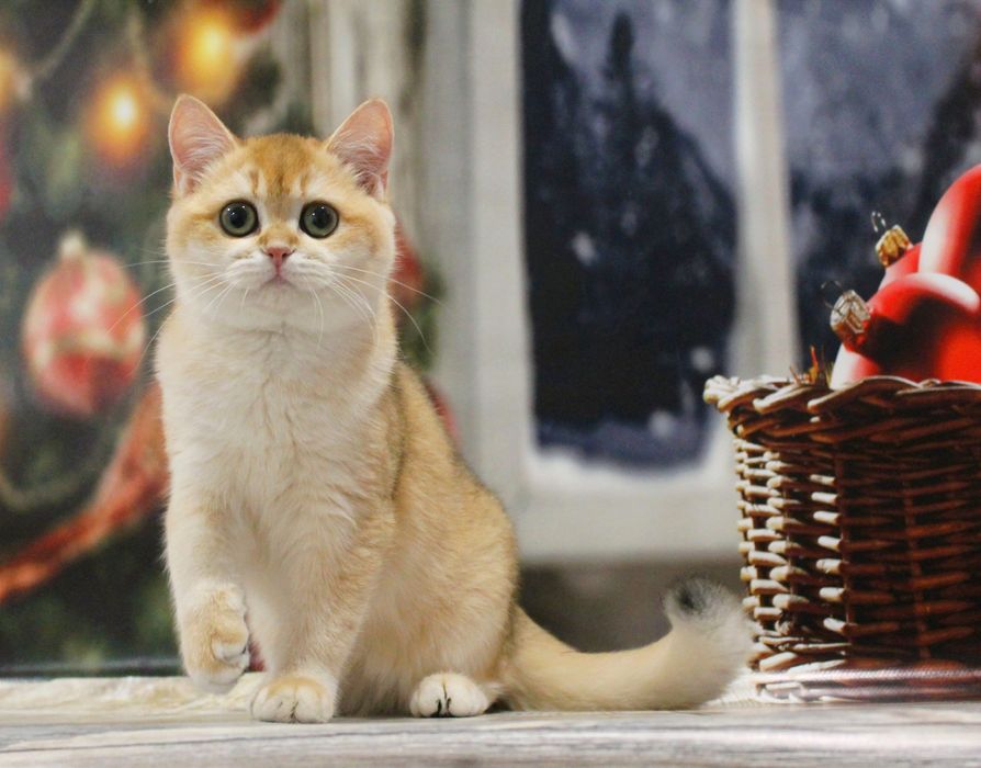 Ох, ця шубка! Ох, ці очі! Чекаємо маму