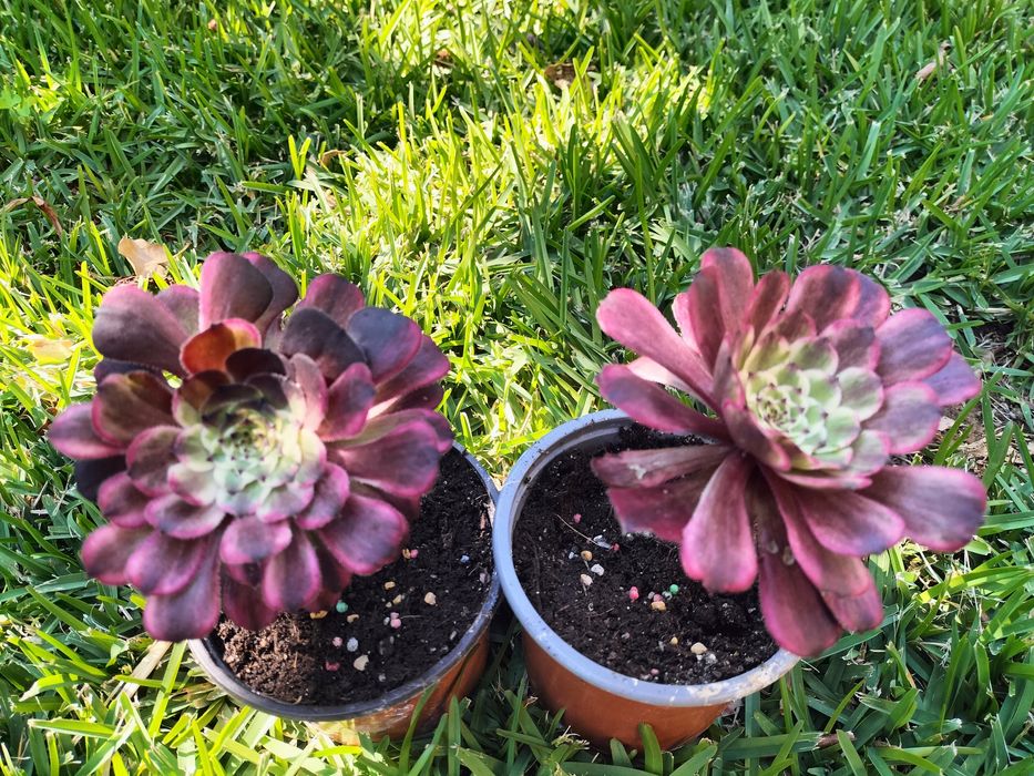 Aeoniuns (vários tipos)