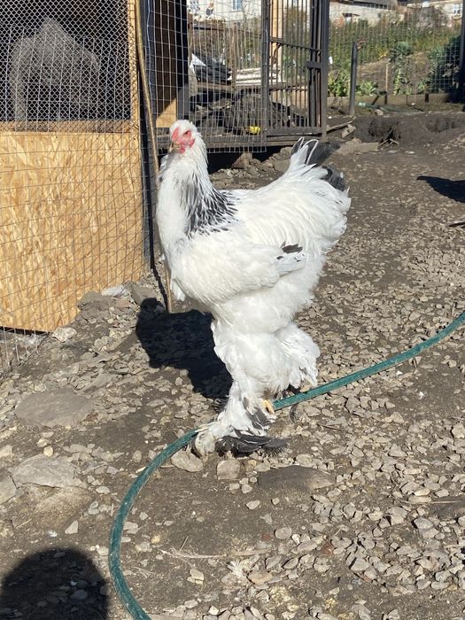 Півні світла брама 5 міс