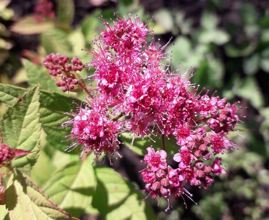 Спірея японська спирея японская