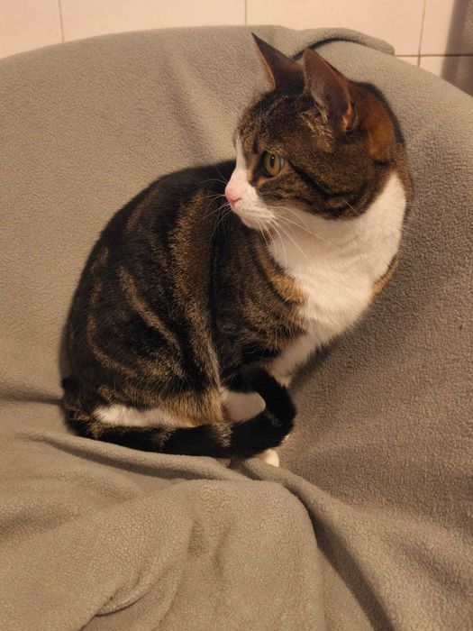 Gatinha doce e serena procura lar tranquilo