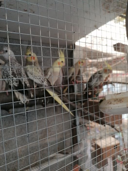 Venda passaros agapornis, periquitos, caturras...