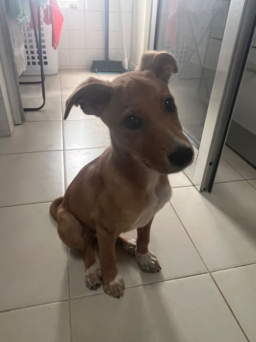 Cadela para adoção responsável