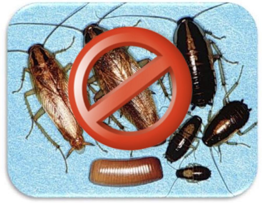 Удаление запаха - уборка после смерти . Дезинфекция тараканов, Озон .