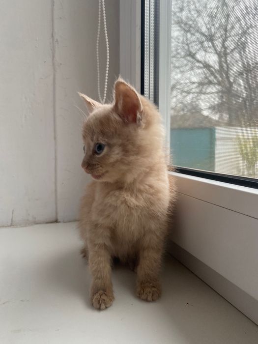 кошеня безкоштовно