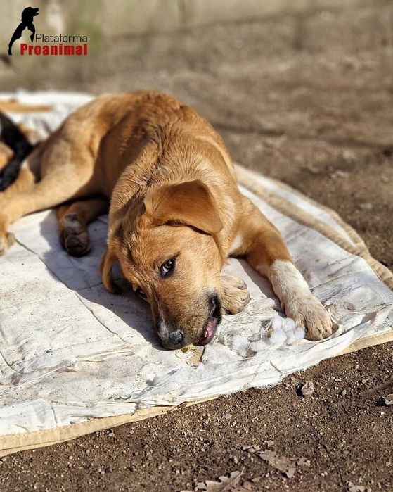 RALFA - Cadelinha jovem para Adoção