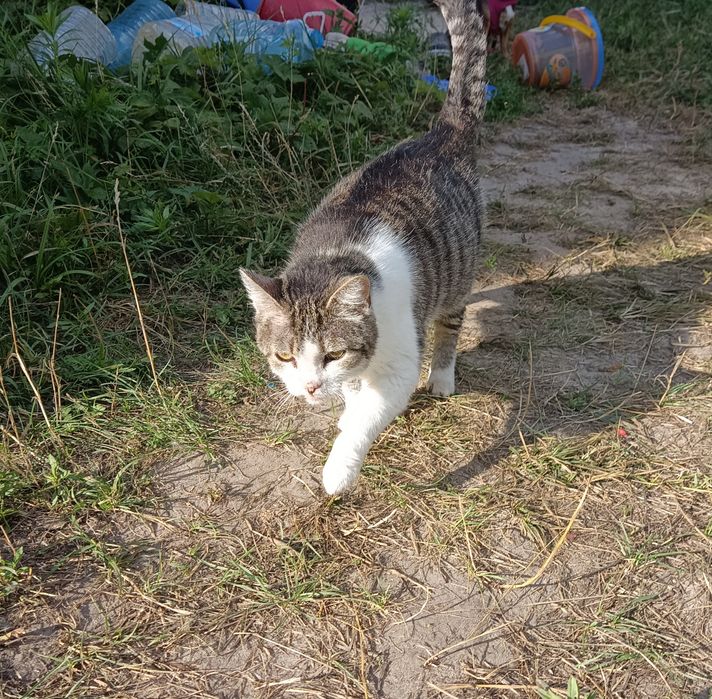 Киця шукає родину