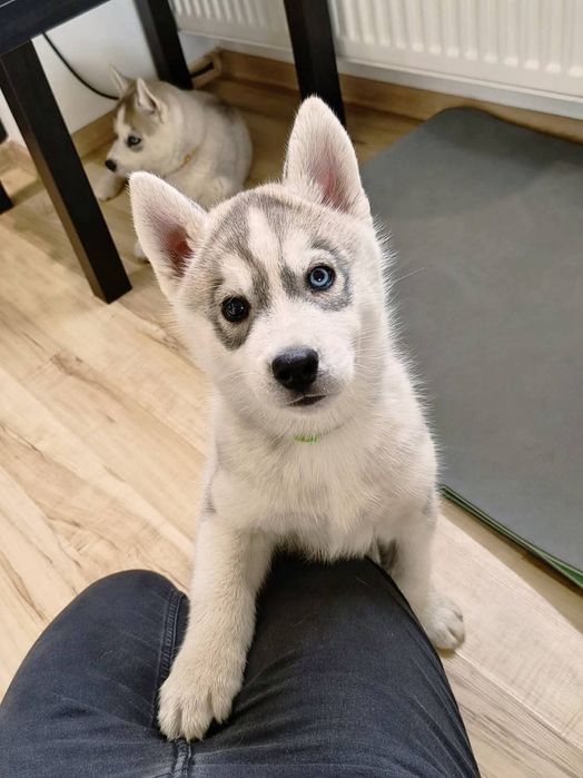 Piesek z heterochromią Siberian Husky  szczeniak zkwp fci