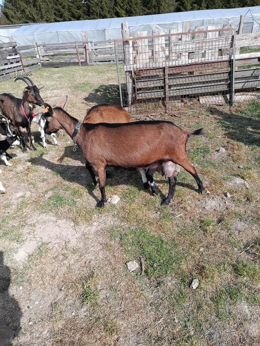 Koza Alpejska po 4 miocie