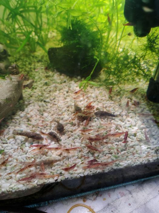 Krewetki Red Cherry akwarium