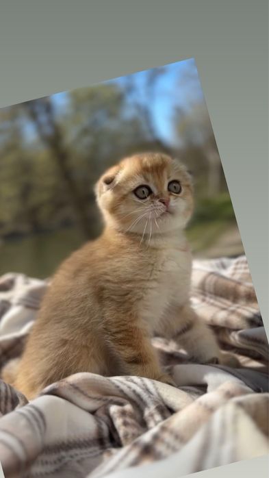 Плюшеві шотландські кошенята золота шиншила висловухі два
