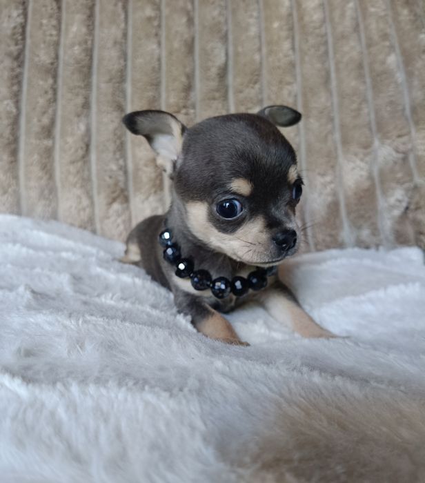 Chihuahua suczka niebieska