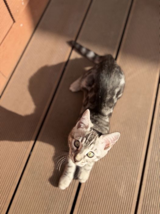 Бенгал  Silver Girl