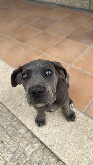 Cane Corso Italiano