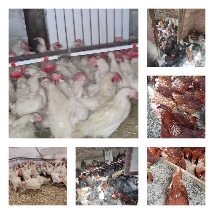 Продам кури несушки! Доставка безкоштовна. Народичі