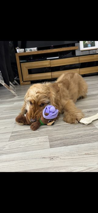 Cocker Spaniel  szuka domu