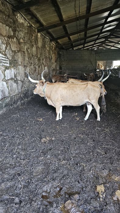 Vacas cachenas registadas