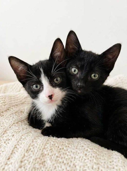 Setúbal / Margem Sul / Lisboa — HAPPY + DOPEY, gatinhos para adoção conjunta