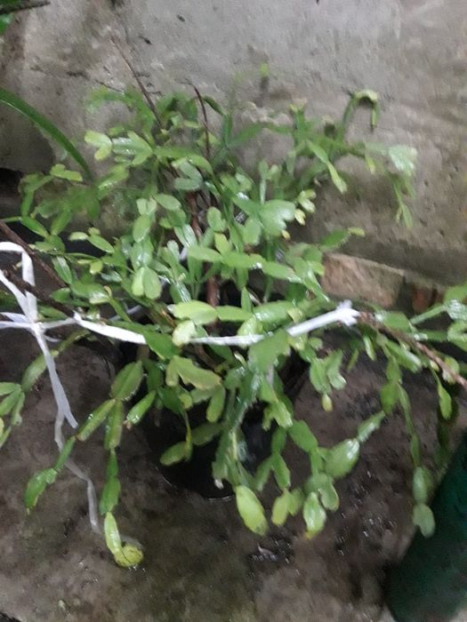 Продам Рождественник ярко-сиренево-розовый