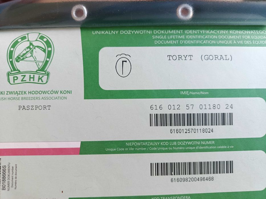 Sprzedam wałacha rasy huculskiej