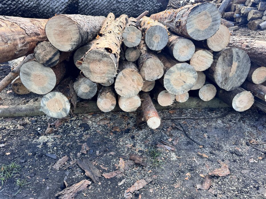 Дрова різних порід,рубані і не рубані