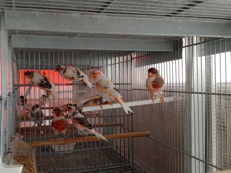 Vendo canário arlequins