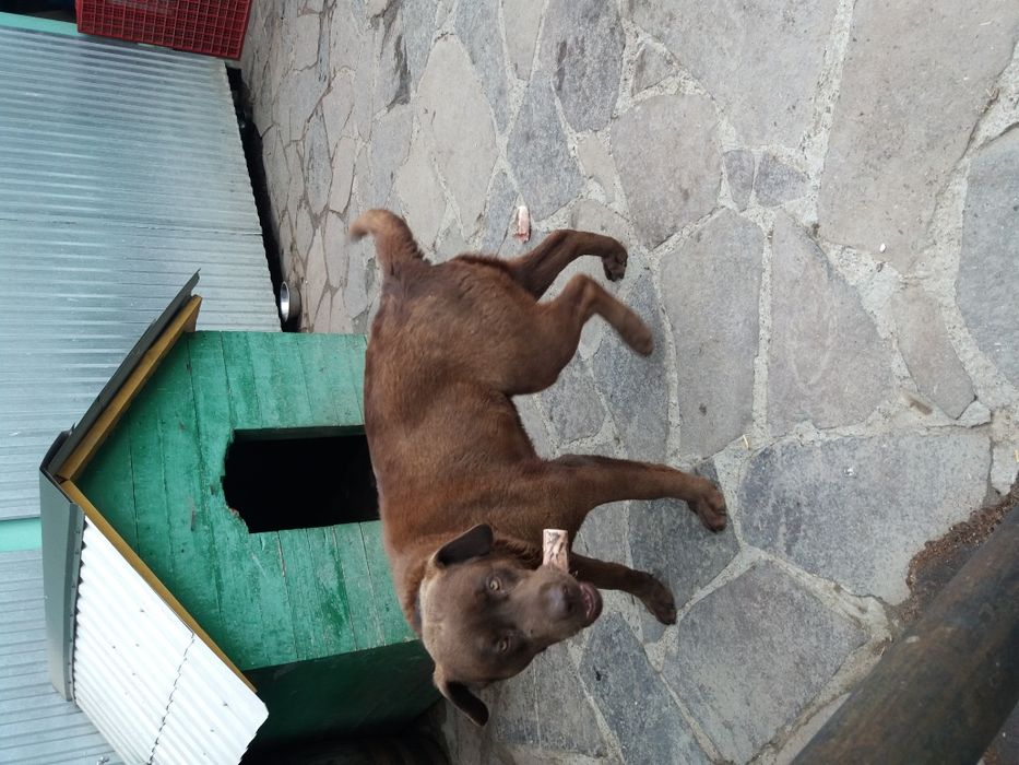 Шоколадний кавалер.