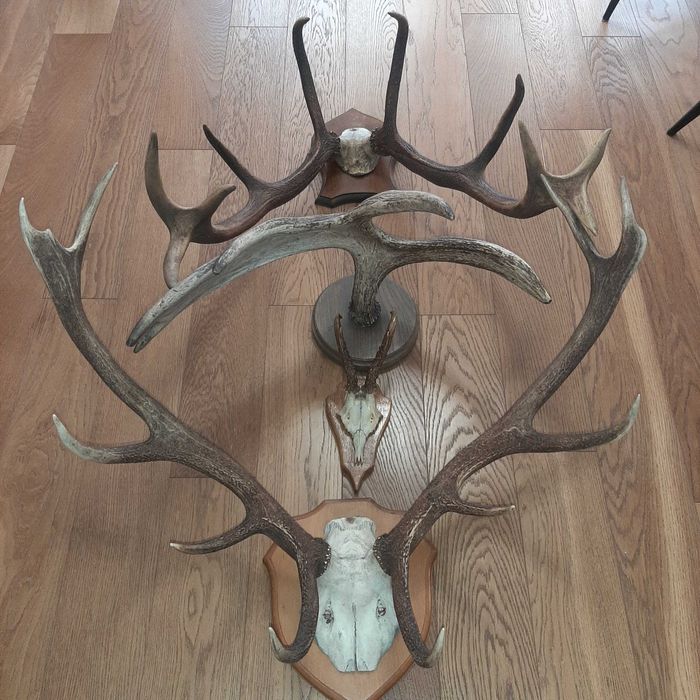 Poroża jelenia i łosia