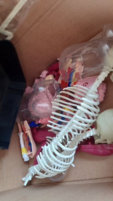 Corpo humano coleção