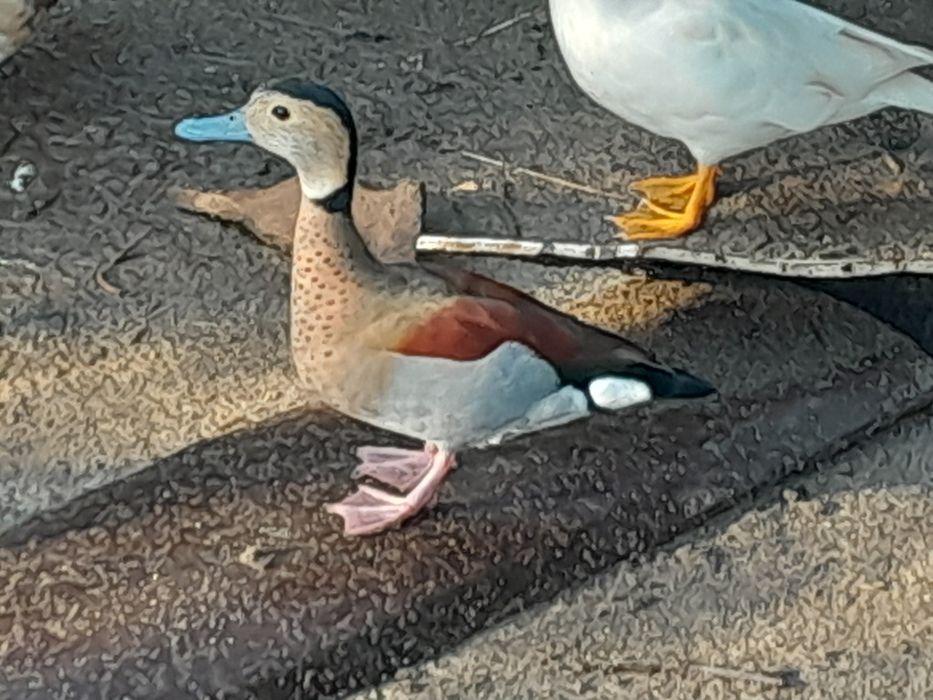Patos exoticos, pavões, gansos