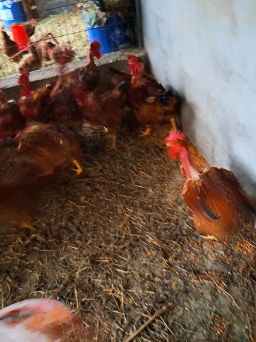 Galos caseiros criados