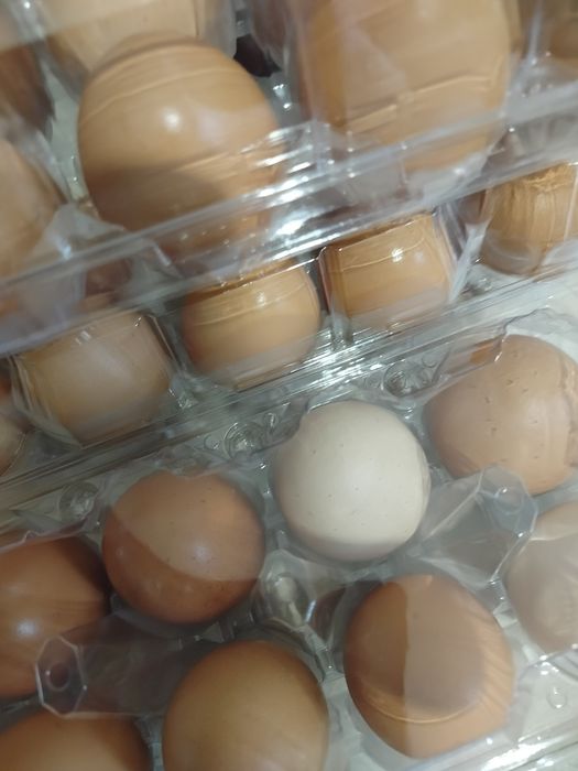 wiejskie kurze jajka