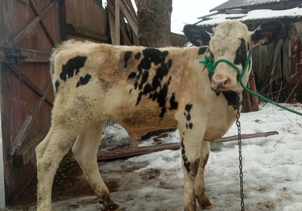 Byczek do dalszego howu