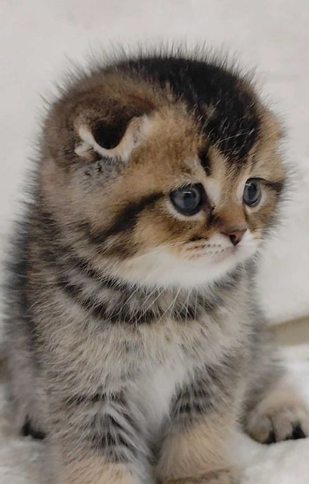 Fêmea Scottish Fold Golden Tabby (dourado tigrado) com alta qualidade de raça.