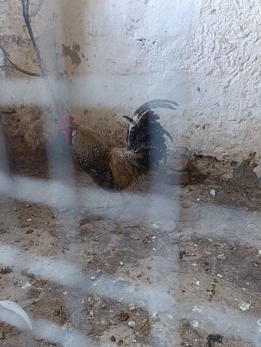 Kogut do dalszej hodowli