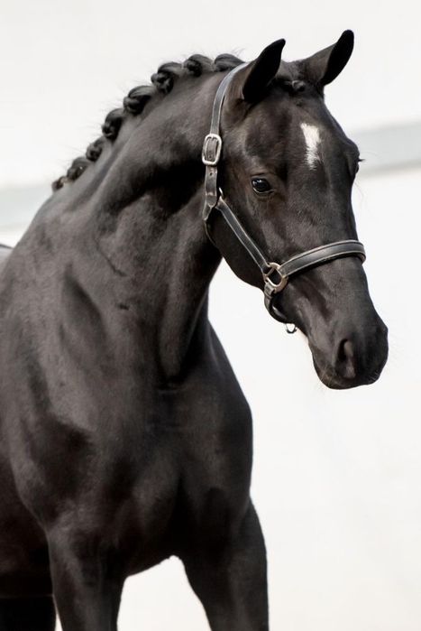 3,5 letnia klacz KWPN PO KJENTO - Mistrzu Swiata