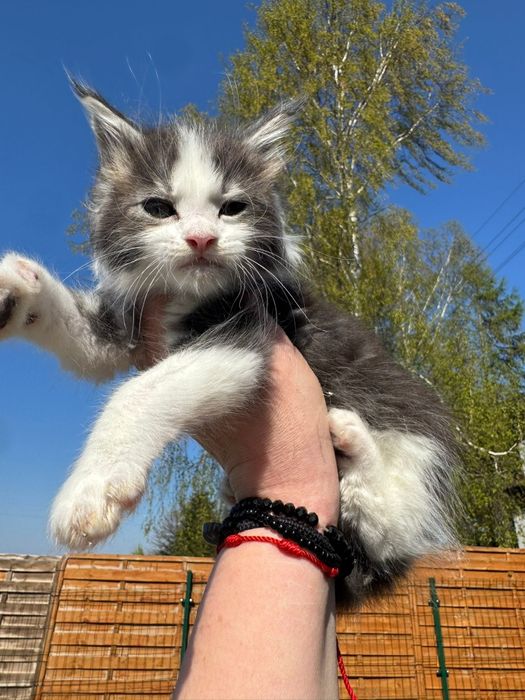 Maine Coon kocurek